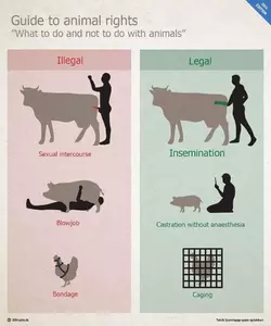 guide to animal rights chicken bondage.webp