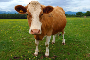 brown-Guernsey-cow.webp