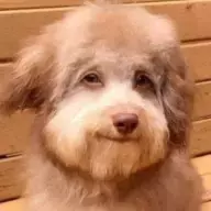 nulldog.webp