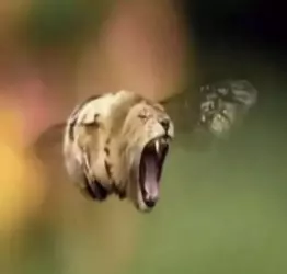 1749026384322.webp