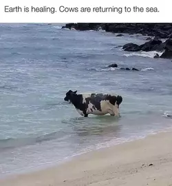 cows return - Copy.webp