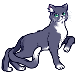 Alisa's tuxedo Russian Blue.webp