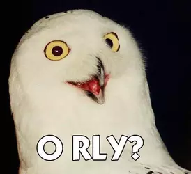 orly_owl.webp