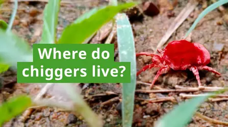 Where_do_chiggers_live.jpg.webp