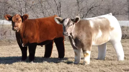 1371523449000-GAN-FLUFFY-COWS-061713-1306172246_16_9-48305467.webp