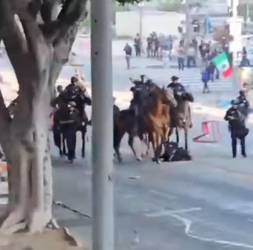 horses.webp