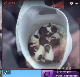 Screenshot_20250608_224603.webp