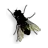 fly sitting on monitor.webp