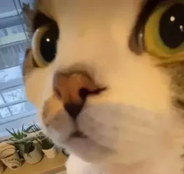 1736719070790476.webp