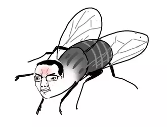 fly.webp