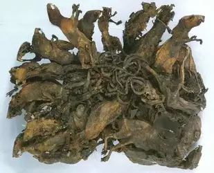 rat king.webp