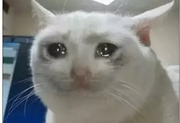 unedited-picture-of-a-serious-cat-and-the-sad-cat-v0-mei28ds6g8we1.webp