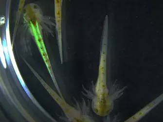 glowing-axolotls-2.webp