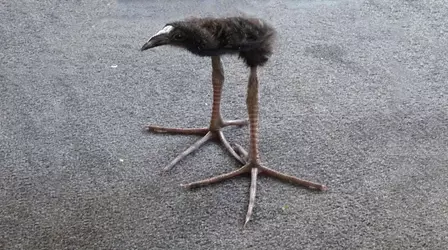 pukeko.webp