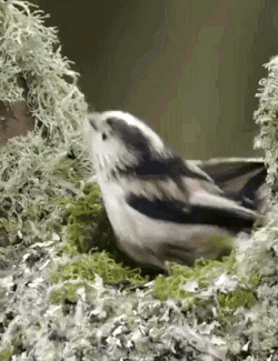 dc53eca4ae8e91fa9a77e82bbdbf8ee649770a1a.gifv_1.gif