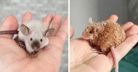 mice-list-cute-instagram-fb6.webp