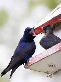 my-first-time-seeing-purple-martins-they-let-me-get-pretty-v0-h7ai76qmsp4f1.webp