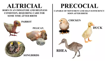 Altricial_VS_Precocial_birds_diagram.webp