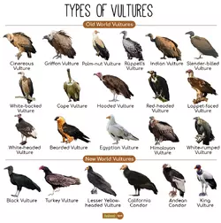 Types-of-Vultures.webp