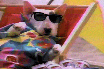 fuck yeah it's spuds mackenzie.gif
