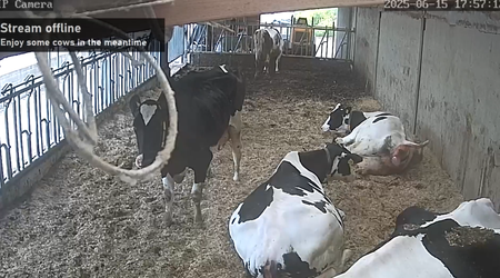cow.webp