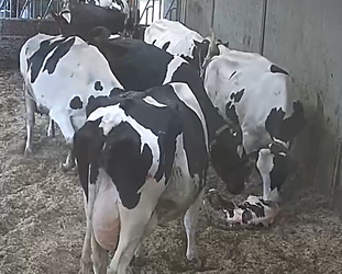 calf2.webp