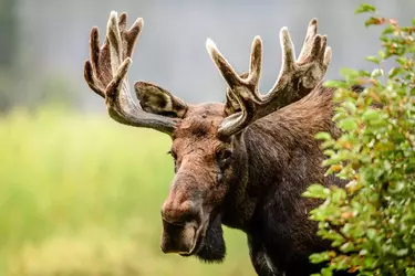 moose.webp