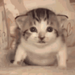 1667289526171033.gif