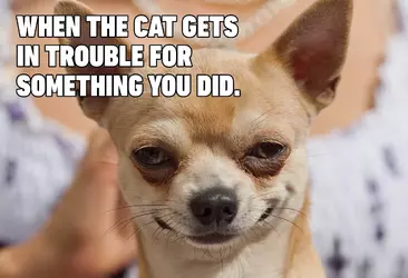 10-Hilarious-Dog-Memes.webp