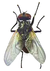 SMALL fly-transparent-background-16.webp
