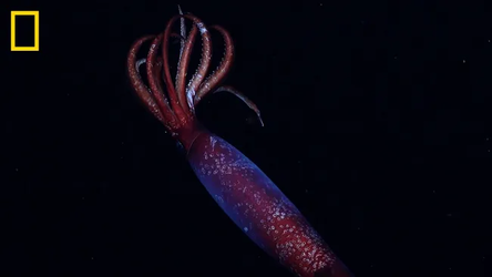 el squid.webp