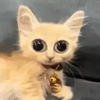 googly eyes cat.webp