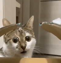 1750031671609068.gif