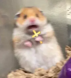 scared hamster.webp