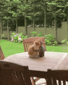 hugcats.gif