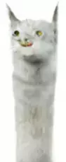 1750210101284.webp