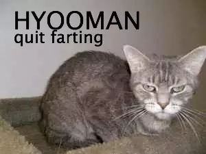 lolcatsdotcomv022je0kvbr84bw9.webp