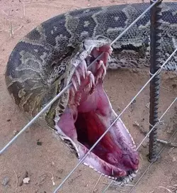 python mouth.webp