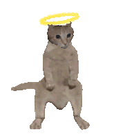 GoodCeilingCatOG.GIF