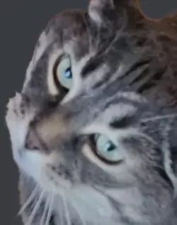 Smokeys Death Stare.webp
