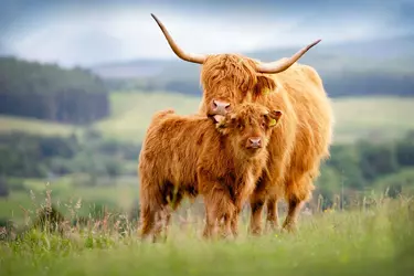 highland-cattle-society-9313-cmacg-1694992272.webp