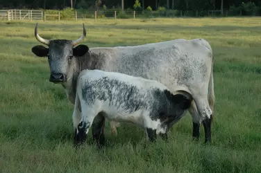 1920px-Florida_Cracker_cow_and_calf.webp