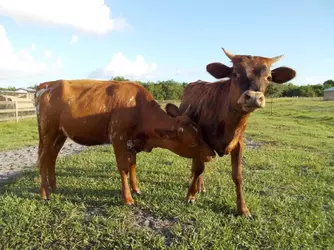 Cattle_Florida_Cracker_Schuemann_Ben-800x600.webp