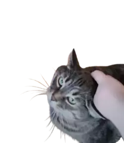 1750564469647.webp