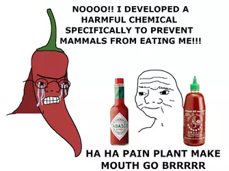 hot-chili-pepper-meme.webp