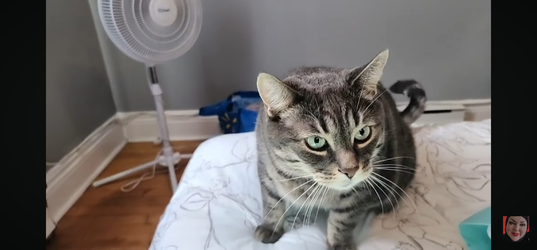 Screenshot_20250622_150145_YouTube.webp