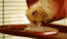 hamster-fall.gif