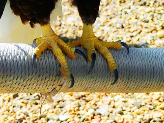 bald eagle feet.webp