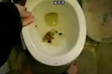 Spax3 Bathroom kiwifarms.webp