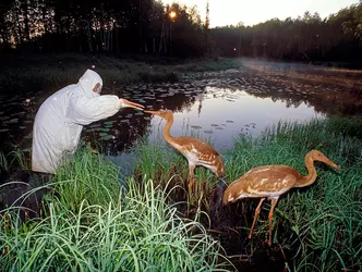 Oka_nature_reserve.webp